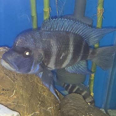 heyvan yemleri: Akvarium üçün Afrika siklidi – Frontosa (Cyphotilapia frontosa) - — 1