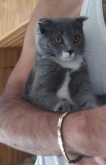 Şotland yastı qulaq lalafo.az -da Şotland yastı qulaq