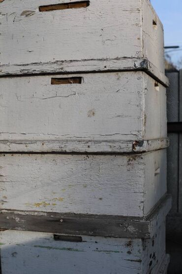 Товары и оборудование для с/х животных: Ульи около 45 комплектов. Рутовская система, корпусные, пригодны для — 26