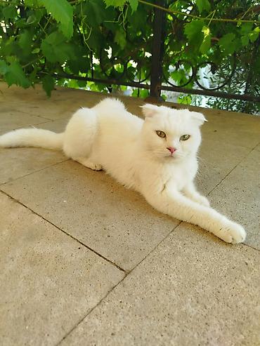 qatır: Şotland yastı qulaq, Dişi — 5