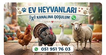 heyvan satisi: Ev Heyvanları kanalına qoşulun – təsərrüfat və həyət heyvanları — 1