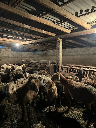 Продам с/х животных: Продаю | Овца (самка) | Для разведения — 2