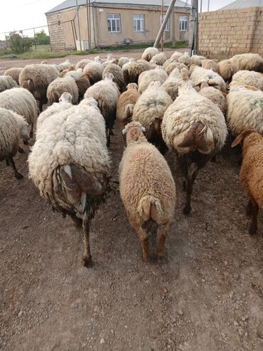 Qoyunlar, qoçlar: Dişi, il: 2, Damazlıq