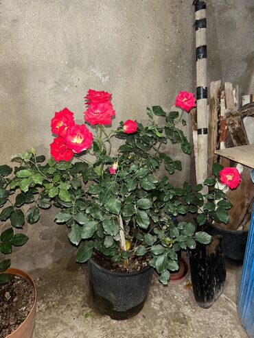 Otaq bitkiləri: Qırmızı çiçəkləri olan saksı geranium (Pelargonium) - Parlaq qırmızı — 1