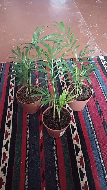 orxideya torpağı: Xurma xurması (Chamaedorea elegans) – otaq üçün dekorativ palma - 3 — 1