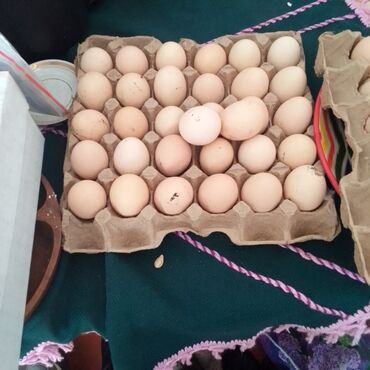 бройлеры: Меняем инкубационные яица несушек на суточных цыплят бройлеровлибо