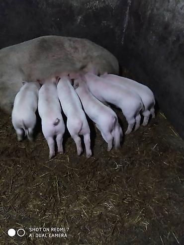 Продам с/х животных: Продаю | Поросенок | Крупная белая | На забой | Племенные — 1