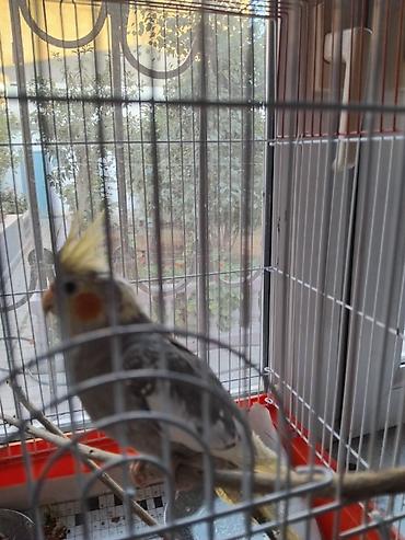 Quşlar: Nymph quşu (Cockatiel) - Növ: Nymph/Cockatiel - Rəng: boz-ağ qarışıq — 1