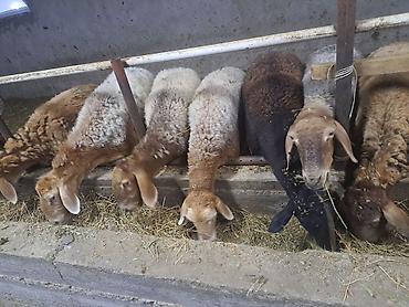 продам курей: Продаю | Ягненок | Для разведения — 1