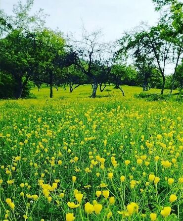 Günlük kirayə evlər: 90 kv. m, 3 otaqlı, İnternet, Telefon, Qaz — 25