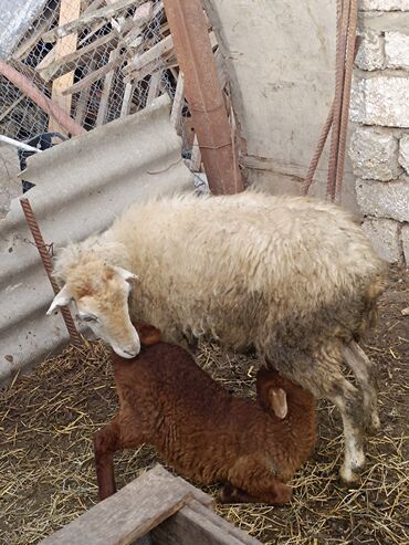 Qoyunlar, qoçlar: Dişi, Qala, il: 2, Ünvandan götürmə — 12