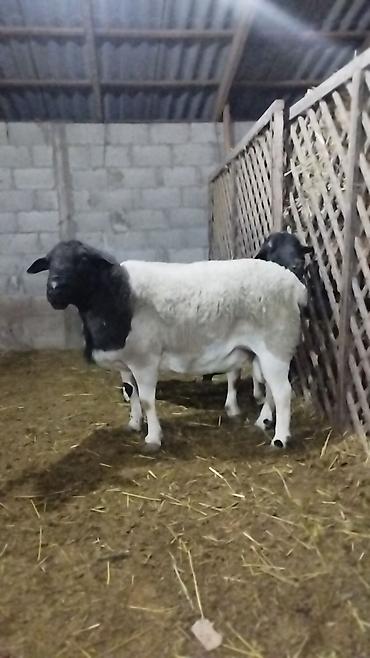 Баран, овца: Продаю | Баран (самец) | Для разведения | Племенные — 8