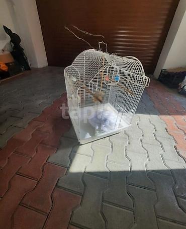 сколько стоит аквариум: Qəfəslər ikisi bir yerdə 60 manat . Qiymət sondur. Buna görə narahat — 1