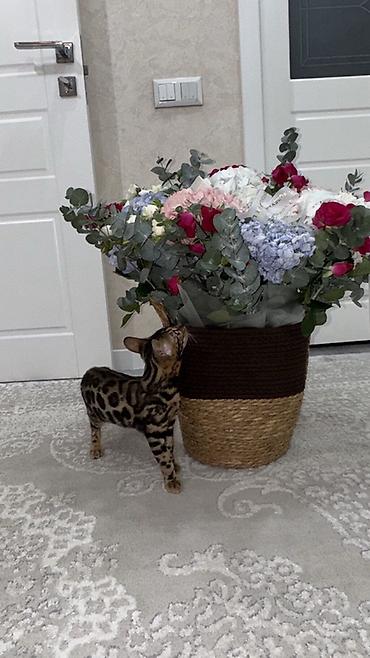 кошка манас: Бенгальские котята с ярким розеточным окрасом - Порода: бенгальская — 1