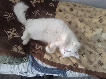 Продажа кошек: Белоснежная пушистая кошка с длинной шелковистой шерстью и густым — 4