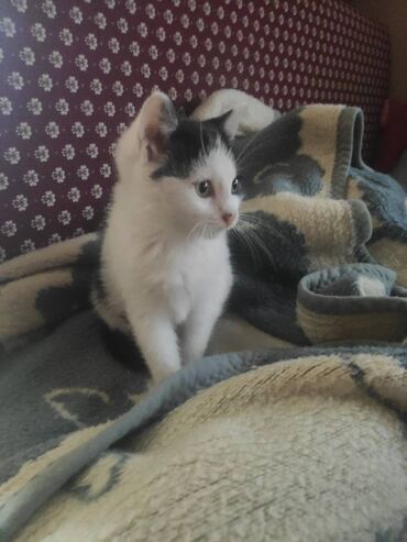 Mačke: Poklanjaju se dve predivne mace spašene sa ulice — braća različitog — 3