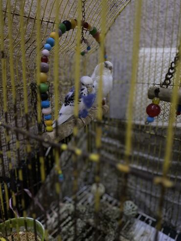 Собаки: Qefesi ile birlikde Oqlan qiz qus kocduyum ucun tecili satiram 40 m
