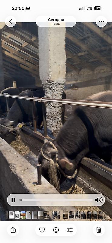 Коровы, быки: Продаю | Бык (самец) | Для разведения — 1