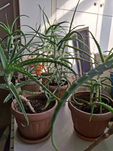 семена календулы: Алоэ (вероятно, Aloe arborescens) в горшках - Несколько здоровых