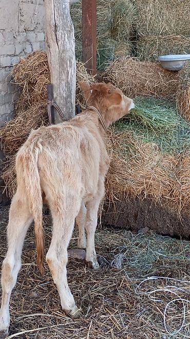 Коровы, быки: Продаю | Бык (самец) — 3