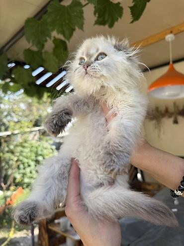 кошка майкун: Скотиш Фолд (Шотландская вислоухая), 2 месяца, Девочка, Серебристая шиншилла, Приучена к лотку, Проглистована, С документами — 2
