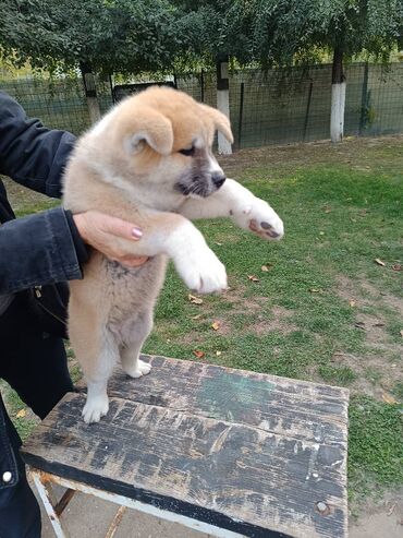 Psi: Stenci Akita Inu (Japanska Akita)ostenjeni 25.08.25. vakcinisani — 9