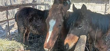 Лошади, кони: Продаю | Жеребенок | Полукровка | Рабочий — 9