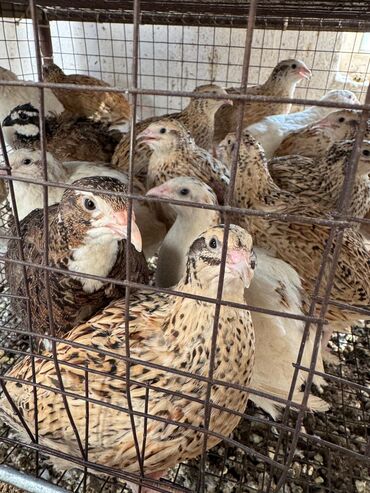 продам домик для кошки: Продам перепелов