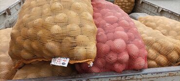 продаю пылесос: Семена и саженцы Картофеля, Самовывоз