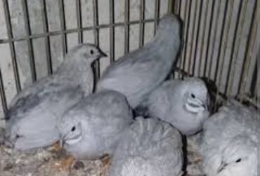 K/t heyvanları və malları: Çin bildirçini cavandılar hergun yumurtalıyır tam saglamdı erkey maya