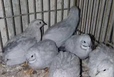 bildircin qəfəs: Çin bildirçini tam saglamdi yumurtalayır qiymet birine aiddi — 1