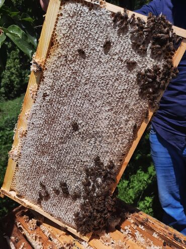 Bal: 100% qarantiya verilir təbii olduğuna! . 100% Təbii Bal zəmanət -da lalafo.az — 25 Bal: 100% qarantiya verilir təbii olduğuna! . 100% Təbii Bal zəmanət — 25