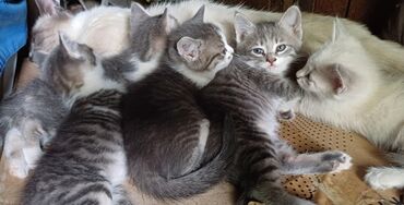 домики для котят: Котята от сиамской кошки 2 мальчика и 2 девочки. 1.5 месяцев кушают