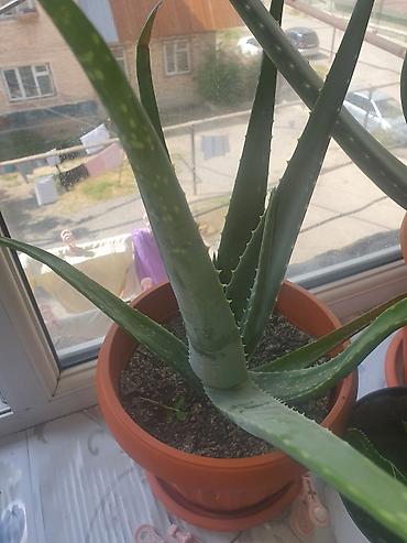 Комнатные растения: Алоэ (Aloe vera/древовидное) в горшках - Крупные и средние экземпляры — 1