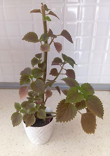 dekor guller: 🌿 Koleus (Coleus) - Azərbaycanda "Xalça gulu" də deyilir. Bitki — 2