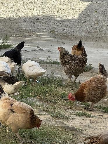 brama toyuqları: Məhsul: Qarışıq cins ev quşları sürüsü Təsvir: - Şəkillərdə müxtəlif — 6
