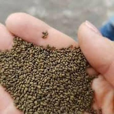 Другие зерновые культуры: Беде урук 100% Кыргызстан местный урук 7-8 жылдык (Кытай эмес — 1