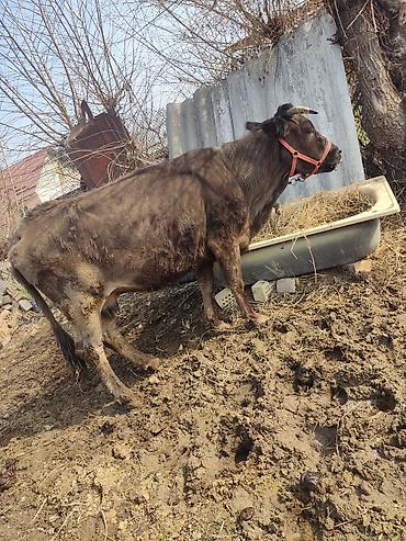 Коровы, быки: Продаю | Корова (самка) | Для молока | Привязанные — 1