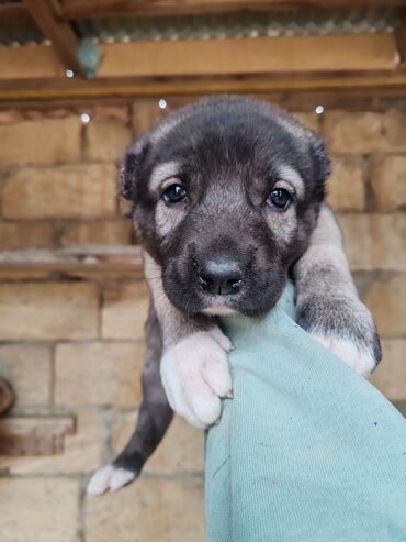 İtlər: Kanqal — 5