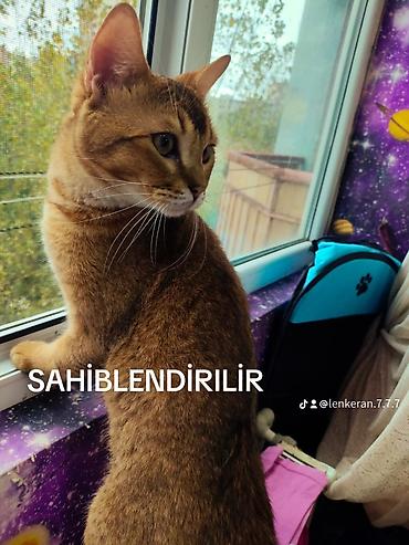 benqal: Yaxşı əllərə — 1