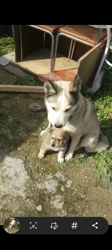 İtlər: Xaski, 2 ay, Dişi, Ünvandan götürmə