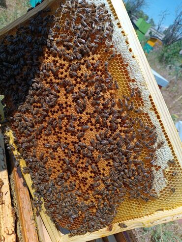 очистные сооружения бишкек: Бал мёд пчелы пасека улья бал челек аары ищу инвестора для развития и