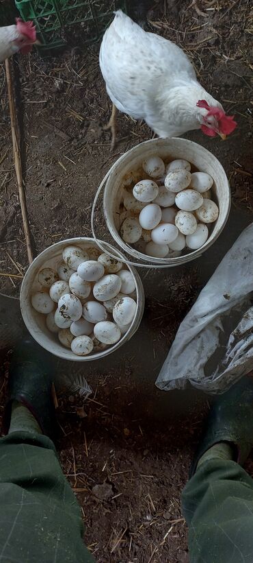 mayalı yumurta satışı: Toyuq, Liqorin, Yumurtalıq, Ünvandan götürmə, Pulsuz çatdırılma, Ödənişli çatdırılma
