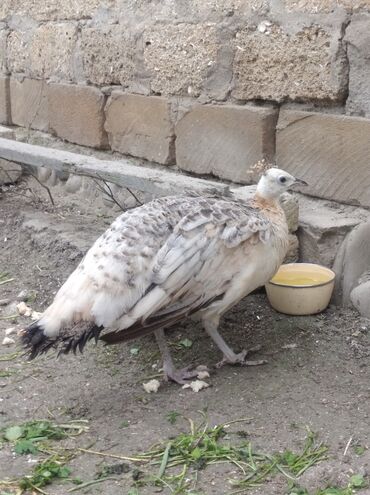 Tovuz quşları: Salam aleykum. Satışda bir dənə qara qanad tovuzquşu fərəsi var. 7 — 7