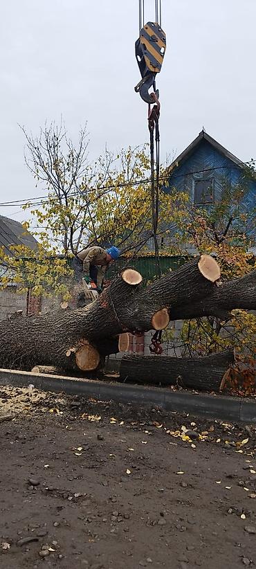 Дрова: Дрова — 7