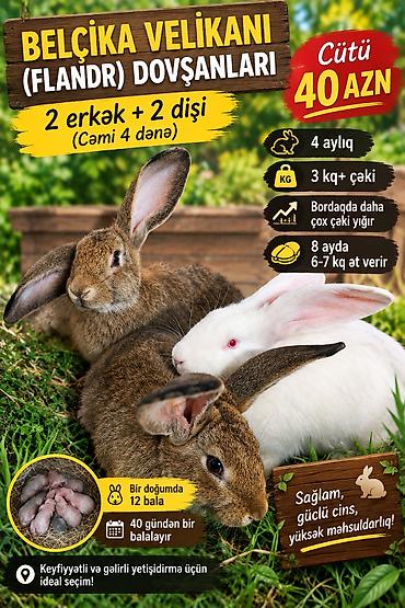 mal inək: Belçika Velikanı (Flandr) dovşanları – məhsuldar və güclü cins - — 1