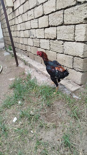 heyvan yeml: Xoruz, Heyratı, il: 1, Ünvandan götürmə — 4