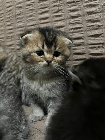 pişik pulsuz: Şinşilla, Erkək, Dişi, Yaxşı əllərə, Pulsuz çatdırılma