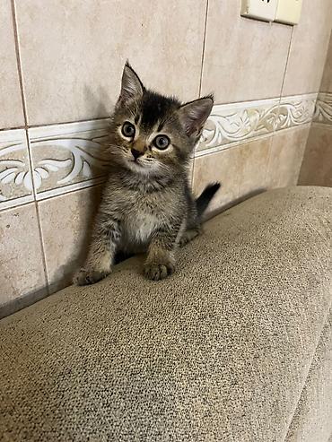 Животные: Ağ tüklü, mavi-böyük gözlü balaca pişik balası. Yumşaq, sıx və uzun — 7