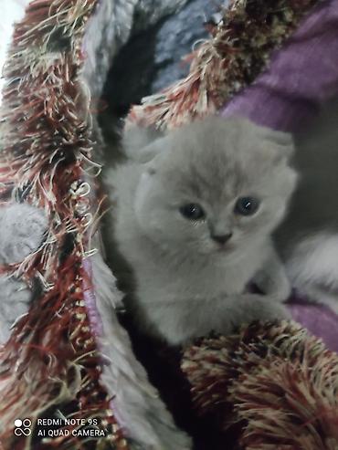 Pişiklər: Şotland yastı qulaq, Erkək, Dişi, Ünvandan götürmə — 12